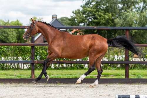 horse